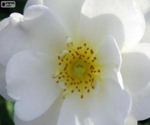yapboz Beyaz çiçek